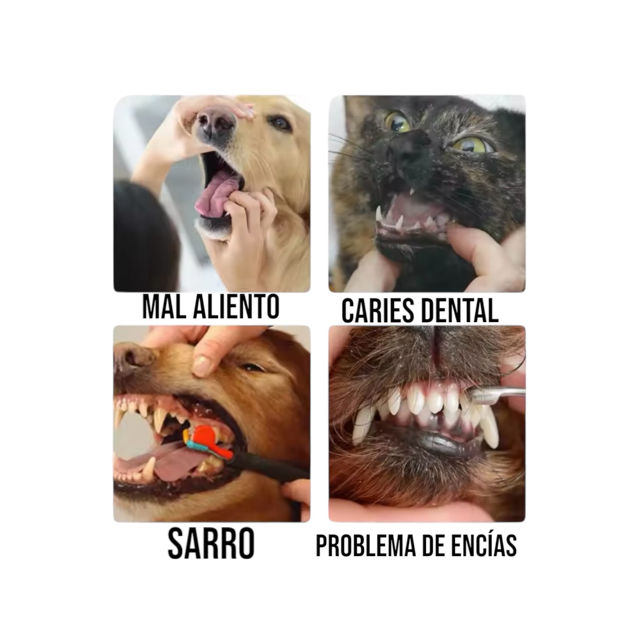 PASTA DE DIENTES PREMIUM PARA EL CUIDADO DENTAL DE MASCOTAS